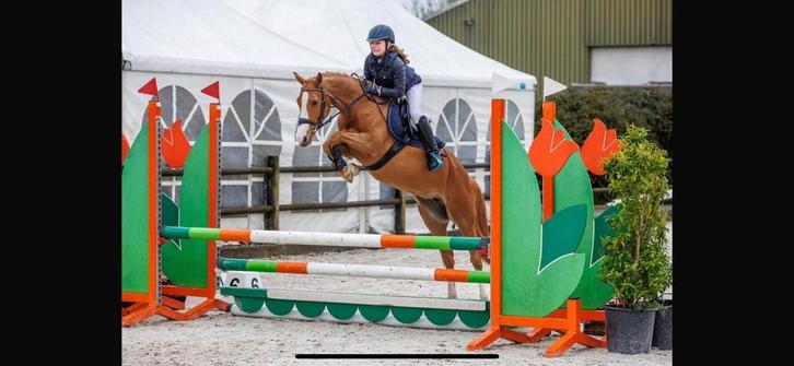 Spring pony te koop, Dieren en Toebehoren, Paarden, Merrie, L, Minder dan 160 cm, 7 tot 10 jaar, Springpaard