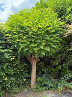 Prachtige Valse Acacia Robinia boom te koop, Tuin en Terras, Planten | Bomen, Ophalen, Volle zon, Overige soorten