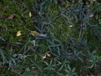 Passiebloem struikje, Tuin en Terras, Planten | Tuinplanten, Zomer, Vaste plant, Klimplanten, Ophalen