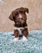 Prachtige boomer pups, Dieren en Toebehoren, Honden | Chihuahua's en Gezelschapshonden, Nederland, Overige rassen, CDV (hondenziekte)