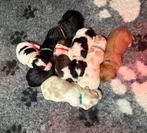 Aankondiging nestje Labradoodles oktober 2025, Parvo, Overige rassen, 8 tot 15 weken, Meerdere dieren