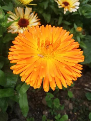 Goudsbloem oranje beschikbaar voor biedingen
