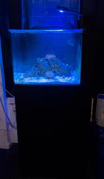 Te koop: Waterbox Peninsula AIO 25 met kast – Complete set, Dieren en Toebehoren, Ophalen, Zo goed als nieuw, Gevuld zeewateraquarium