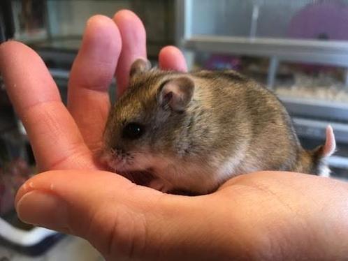 Hamster incl. Kooi en alle benodigdheden, Dieren en Toebehoren, Knaagdieren, Vrouwelijk, Hamster, Voor 1 juli 2024