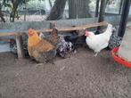 Kippen hennen te koop, Dieren en Toebehoren, Pluimvee, Vrouwelijk, Kip