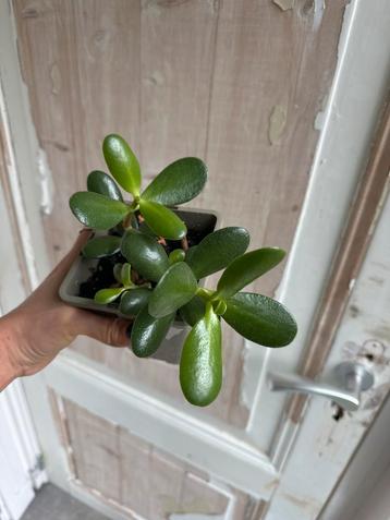 Sedum Crassula Vetplant beschikbaar voor biedingen