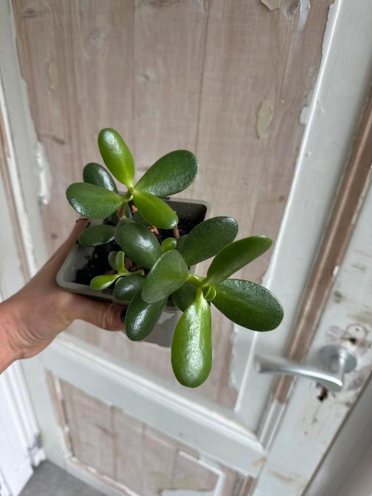 Sedum Crassula Vetplant, Huis en Inrichting, Kamerplanten, Ophalen of Verzenden