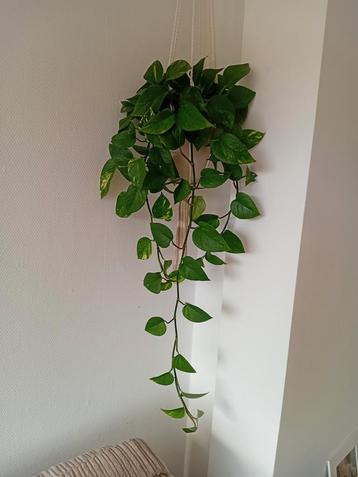 Epipremnum Aureum Stek - Mooie Kamerplant beschikbaar voor biedingen