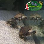 Muskus Schildpad - Sternotherus odoratus, Dieren en Toebehoren, Reptielen en Amfibieën, 0 tot 2 jaar, Schildpad