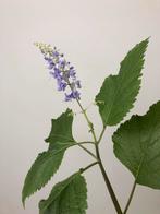REUMAPLANT KAMERPLANT PLECTHRANTUS POT PLANT, Ophalen of Verzenden, Overige soorten, Minder dan 100 cm