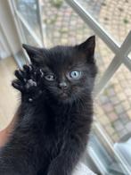 Te koop britsekorthaar kittens, Dieren en Toebehoren, Katten en Kittens | Raskatten | Korthaar, Geslacht onbekend, Gechipt