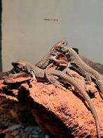 Timon lepidus melanistic 'Zwarte parelhagedissen', Hagedis, 0 tot 2 jaar