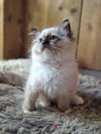 mitted en seal point Ragdoll kittens met stamboom, Dieren en Toebehoren, Katten en Kittens | Raskatten | Langhaar, Meerdere dieren