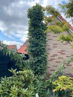 Groene Beuk Zuilvorm, Tuin en Terras, Planten | Bomen, Bloeit niet, 250 tot 400 cm, Zuilboom, Ophalen