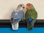 Prachtige Lieve Agapornis Dwergpapegaai Diverse Kleuren, Dieren en Toebehoren, Vogels | Parkieten en Papegaaien, Meerdere dieren
