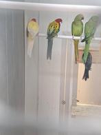 Bewezen kweekkoppel rosella goudmantel x lutino, Dieren en Toebehoren, Vogels | Parkieten en Papegaaien, Meerdere dieren, Parkiet