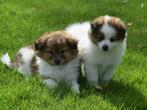 Super mooie pups kruising kees x kees/sheltie, Dieren en Toebehoren, Honden | Poolhonden, Keeshonden en Oertypen, CDV (hondenziekte)