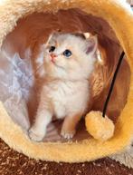 Britse korthaar kittens met stamboom, Meerdere dieren, Ontwormd, 0 tot 2 jaar