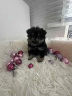 Pomeriaan teefje, Dieren en Toebehoren, 8 tot 15 weken, Teef, Eén hond, Chihuahua