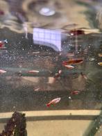 chinese danios, Dieren en Toebehoren, Vissen | Aquariumvissen, Vis, Zoetwatervis, Schoolvis