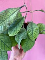 Hoya callistophylla, Huis en Inrichting, Kamerplanten, Verzenden, Overige soorten, Minder dan 100 cm
