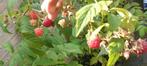 Struik framboos, Tuin en Terras, Ophalen of Verzenden, Zomer, Volle zon