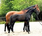 Chique talentvol hengstveulen van O'Toto van de Wimphof, Dieren en Toebehoren, Paarden, Gechipt, Niet van toepassing, Dressuurpaard