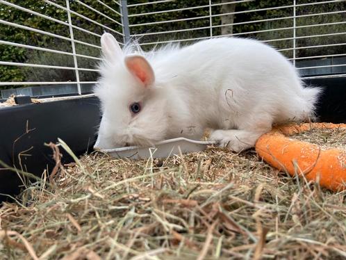 Konijn voedster wit leeuwenkop blauwe ogen, Dieren en Toebehoren, Konijnen, Vrouwelijk