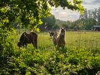 5* plek voor shet/a pony aangeboden, Dieren en Toebehoren, Stalling en Weidegang, Stalling