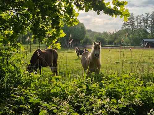 5* plek voor shet/a pony aangeboden, Dieren en Toebehoren, Stalling en Weidegang, Stalling