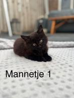 Kittens Mainecoon/europese korthaar x Noorse boskat, Meerdere dieren