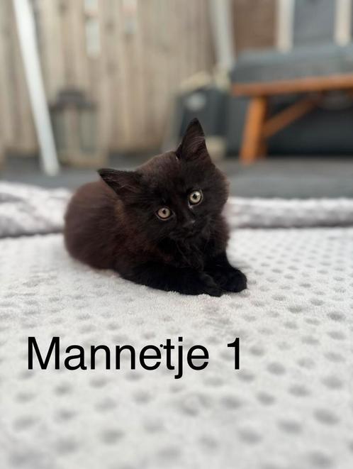Kittens Mainecoon/europese korthaar x Noorse boskat, Dieren en Toebehoren, Katten en Kittens | Raskatten | Langhaar, Meerdere dieren