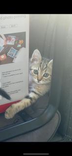 (1 beschikbaar) Lieve kitten mag nu naar haar nieuwe huisje, Dieren en Toebehoren, Katten en Kittens | Raskatten | Korthaar, Meerdere dieren