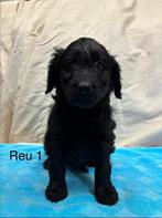 Prachtige Goldendoodle pups, Golden retriever, Parvo, 8 tot 15 weken, Meerdere dieren