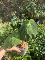 Anthurium NOID, Huis en Inrichting, Kamerplanten, Ophalen, Overige soorten, Minder dan 100 cm
