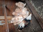 Te koop. Wyandotte Zalm kippen, Dieren en Toebehoren, Pluimvee, Vrouwelijk, Kip