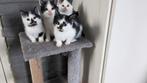 Nestje lieve speelse kittens, Dieren en Toebehoren, Katten en Kittens | Overige Katten, Meerdere dieren, Kortharig, 0 tot 2 jaar