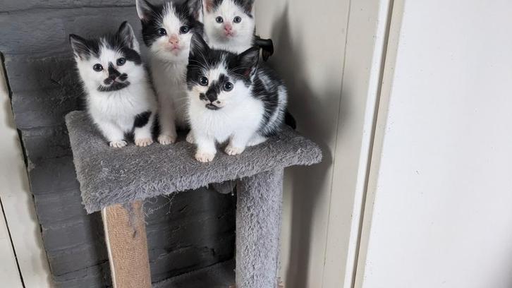 Nestje lieve speelse kittens, Dieren en Toebehoren, Katten en Kittens | Overige Katten, Kortharig, Meerdere dieren, 0 tot 2 jaar