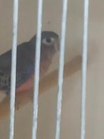 Parkieten en papegaaien, Dieren en Toebehoren, Vogels | Parkieten en Papegaaien, Meerdere dieren, Parkiet