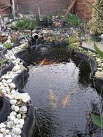 Divers soorten koikarper's  Maat 50 tot 65 cm, Dieren en Toebehoren, Karper of Koi