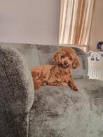 Toy/ dwerg poedel, Dieren en Toebehoren, Honden | Chihuahua's en Gezelschapshonden, Poedel, Rabiës (hondsdolheid), Reu, 1 tot 2 jaar