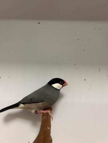 Rijstvogels beschikbaar voor biedingen