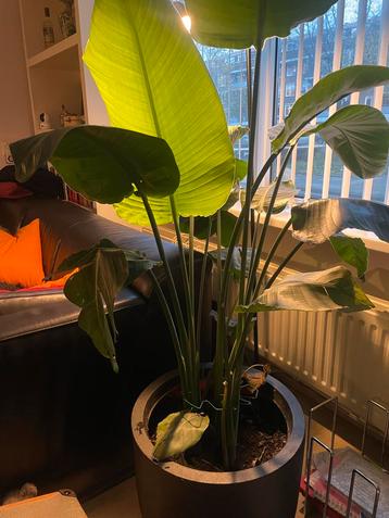 Strelitzia Nicolai (Paradijsvogelplant) beschikbaar voor biedingen