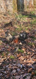 Kriel haantje, Dieren en Toebehoren, Pluimvee, Mannelijk, Kip