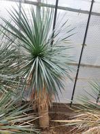 Yucca rostrata ssp. Cuatro Cienegas 3, 175 cm, stam 130 cm, Ophalen, Vaste plant, Overige soorten, Volle zon