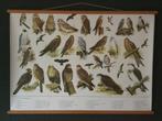 Schoolplaat poster (papier) met Roofvogels en Uilen, Natuur en Biologie, Ophalen of Verzenden