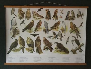 Schoolplaat poster (papier) met Roofvogels en Uilen