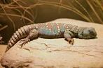 Gezocht!! Uromastyx ocellata, Dieren en Toebehoren, Reptielen en Amfibieën, Hagedis
