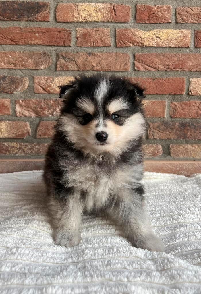 Mooie pomsky puppy’s, Dieren en Toebehoren, Honden | Chihuahua's en Gezelschapshonden, Meerdere dieren, Overige rassen, Fokker | Hobbymatig