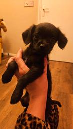 Kruising. Chipoo puppy's mogen gelijk mee, Dieren en Toebehoren, Honden | Chihuahua's en Gezelschapshonden, Poedel, 8 tot 15 weken